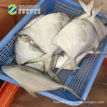 China Factory Cheap Price Frozen White Pomfret Fish Size 50-70g